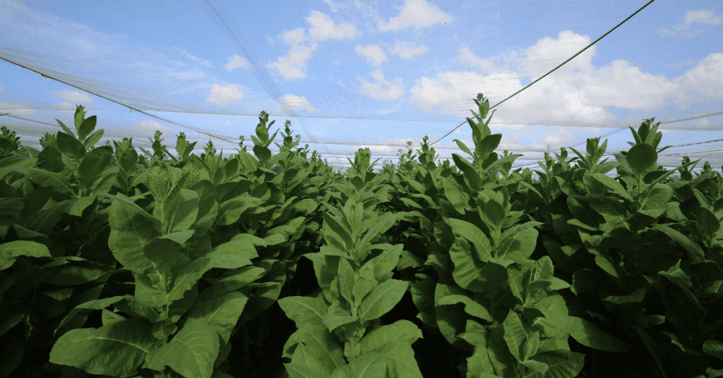 Tobacco growing in the field under a shade screen